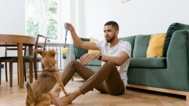 Pode ter cachorro no apê Descubra o que ninguém te conta (mas deveria) sobre morar com pets