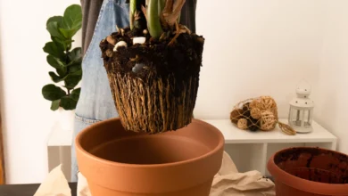 Verde que transforma 4 plantas de interior que purificam o ar e dão nova vida à sua casa