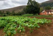 INCRA Descomplicado O que é e como influencia a vida no campo