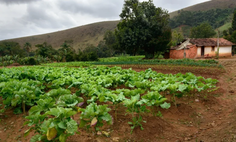 INCRA Descomplicado O que é e como influencia a vida no campo